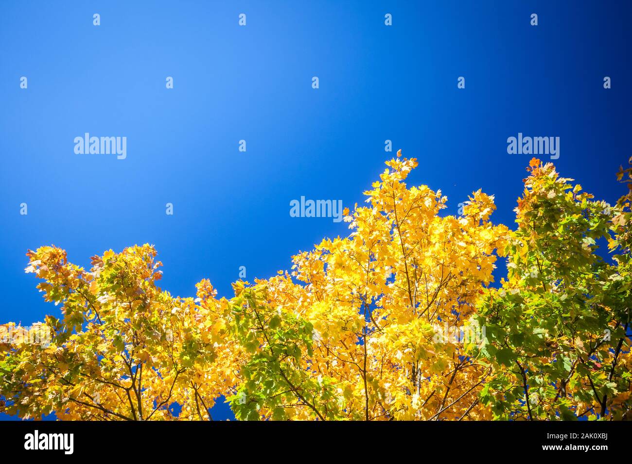Helle Herbst sonniger Tag gelbe Blätter gegen den blauen Himmel mit Kopie Raum Stockfoto