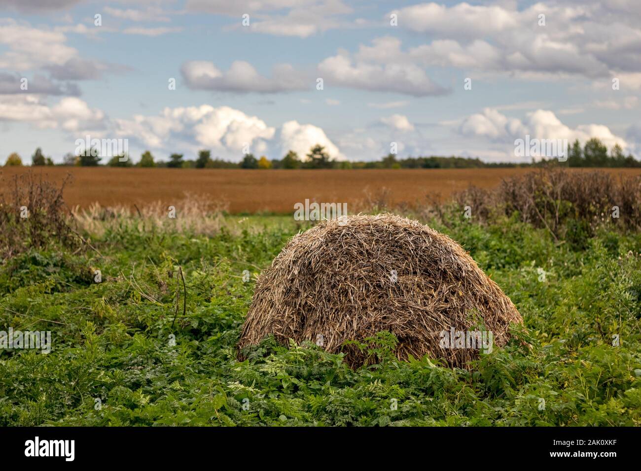 Alte Strohballen im Gras in der Nähe des Feldes Stockfoto