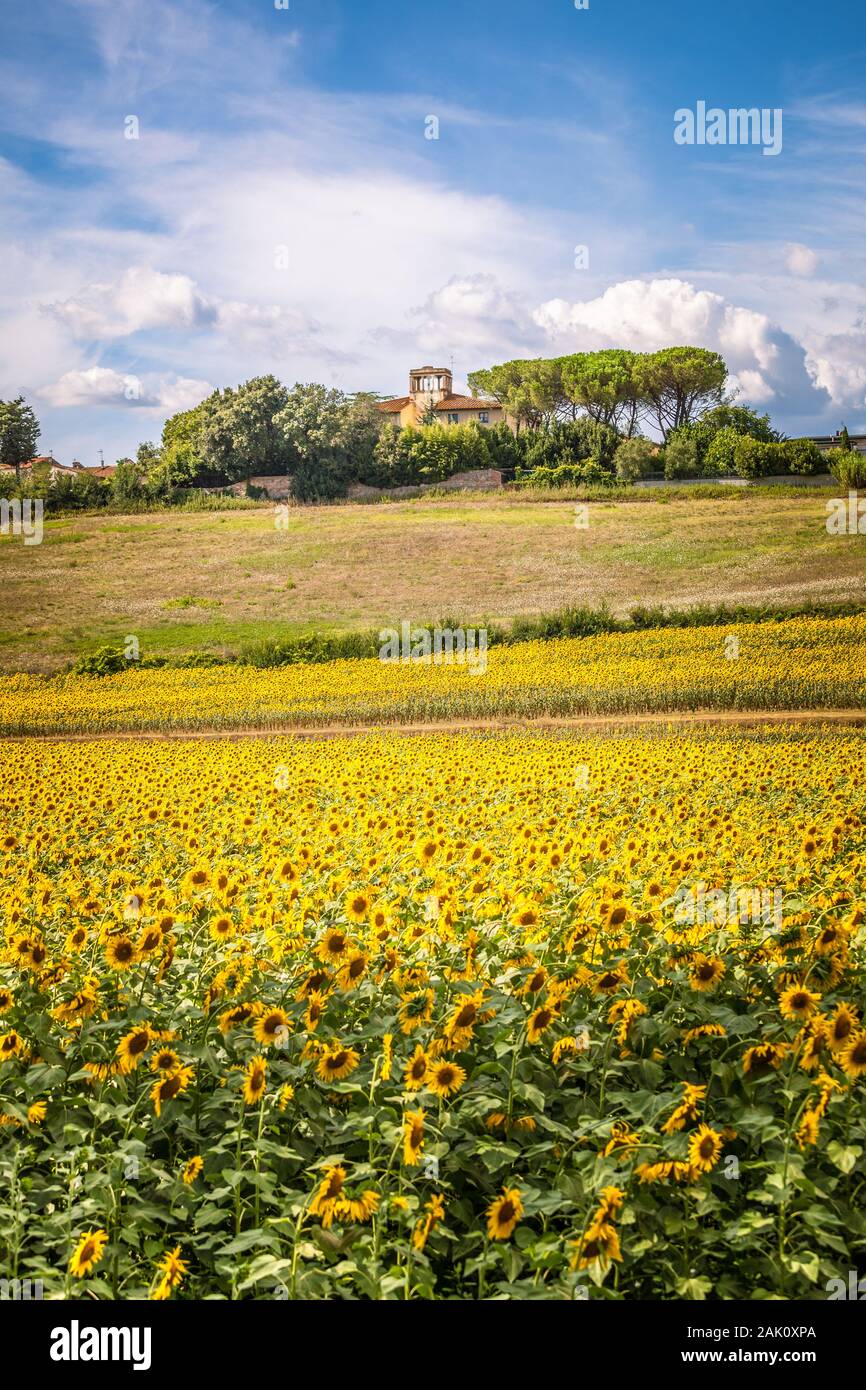 Der toskanischen Hügel mit Sonnenblumen in Blüte und typisches Bauernhaus auf dem Hintergrund, authentische Schuß Stockfoto