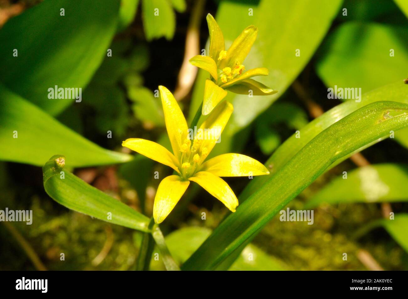 Gelber Stern-von-Bethlehem, Gagea lutea, Liliaceae Familie, wachsen im Wald auf grundlegende Böden. Selten, aber lokal reichlich. Blumen April-mai, auf Mendi Stockfoto