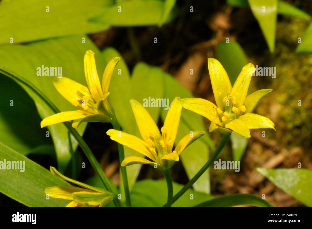 Gelber Stern-von-Bethlehem, Gagea lutea, Liliaceae Familie, wachsen im Wald auf grundlegende Böden. Selten, aber lokal reichlich. Blumen April-mai, auf Mendi Stockfoto