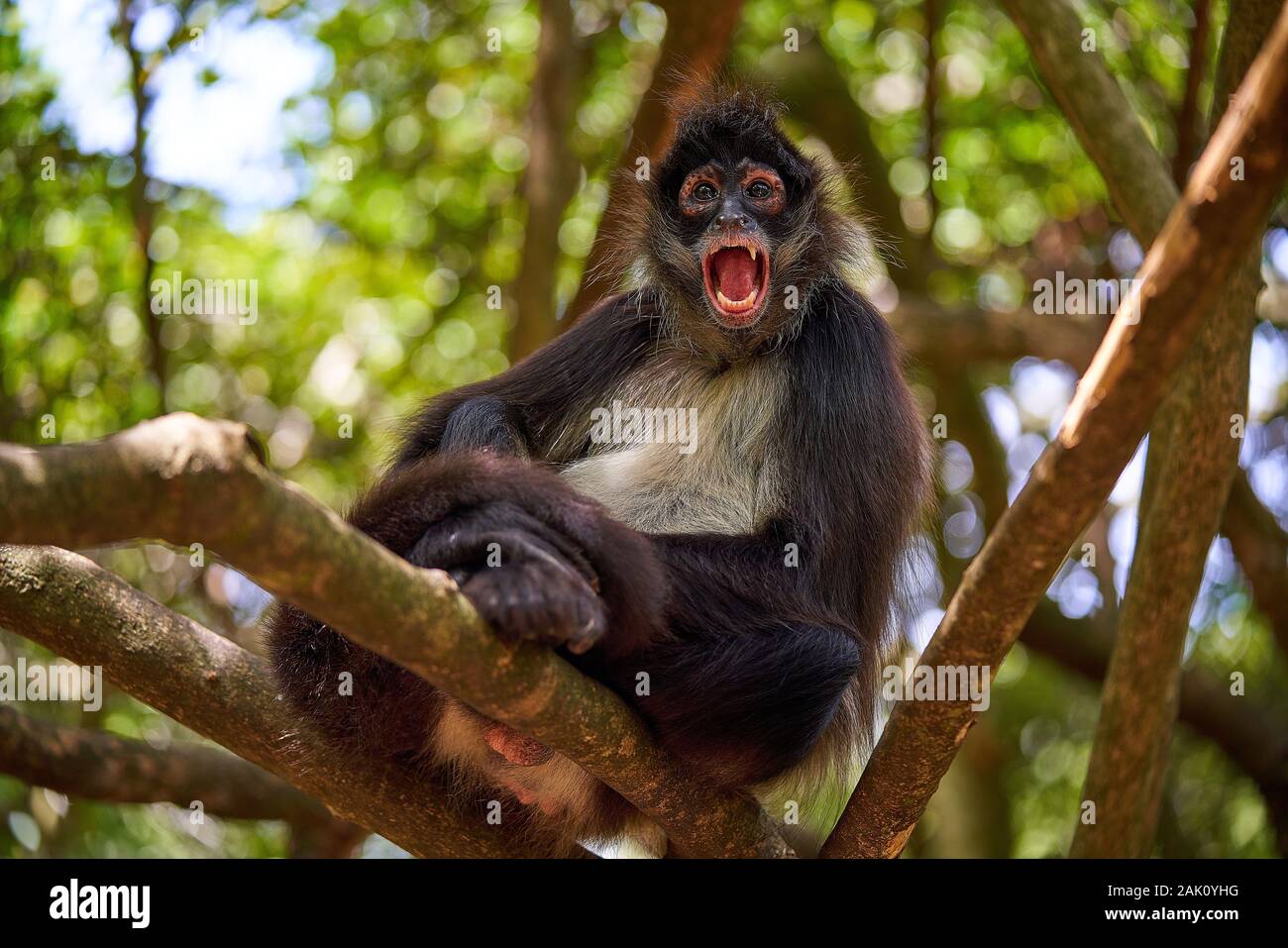 Affen in einem Baum Stockfoto