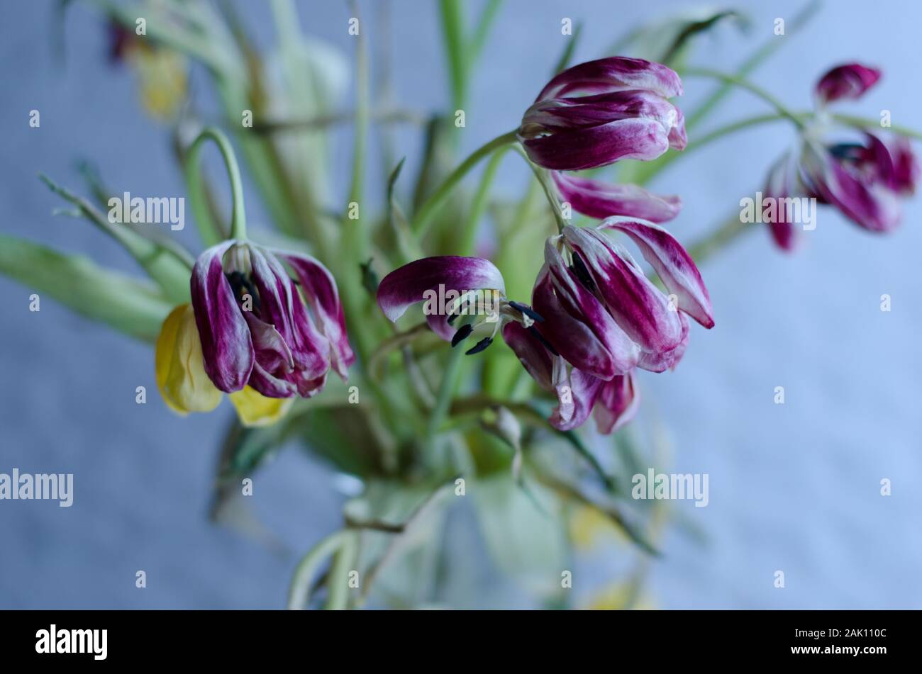 Ein Blumenstrauß aus Tulpen verblassen. Stockfoto