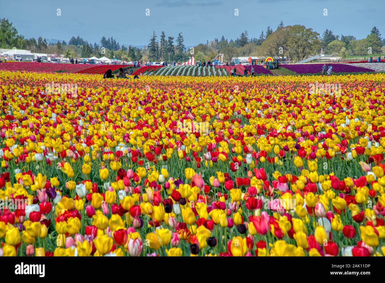 Die jährlichen Tulip Fest am Holzschuh Tulip Farm, in Woodburn, Oregon gelegen, wird am 20. März 2020 beginnen und in der ersten Woche im Mai. Stockfoto