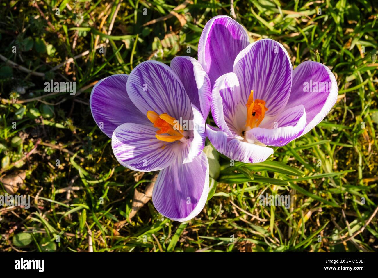 Crocus Blumen im Frühjahr Vorboten besseres Wetter Stockfoto