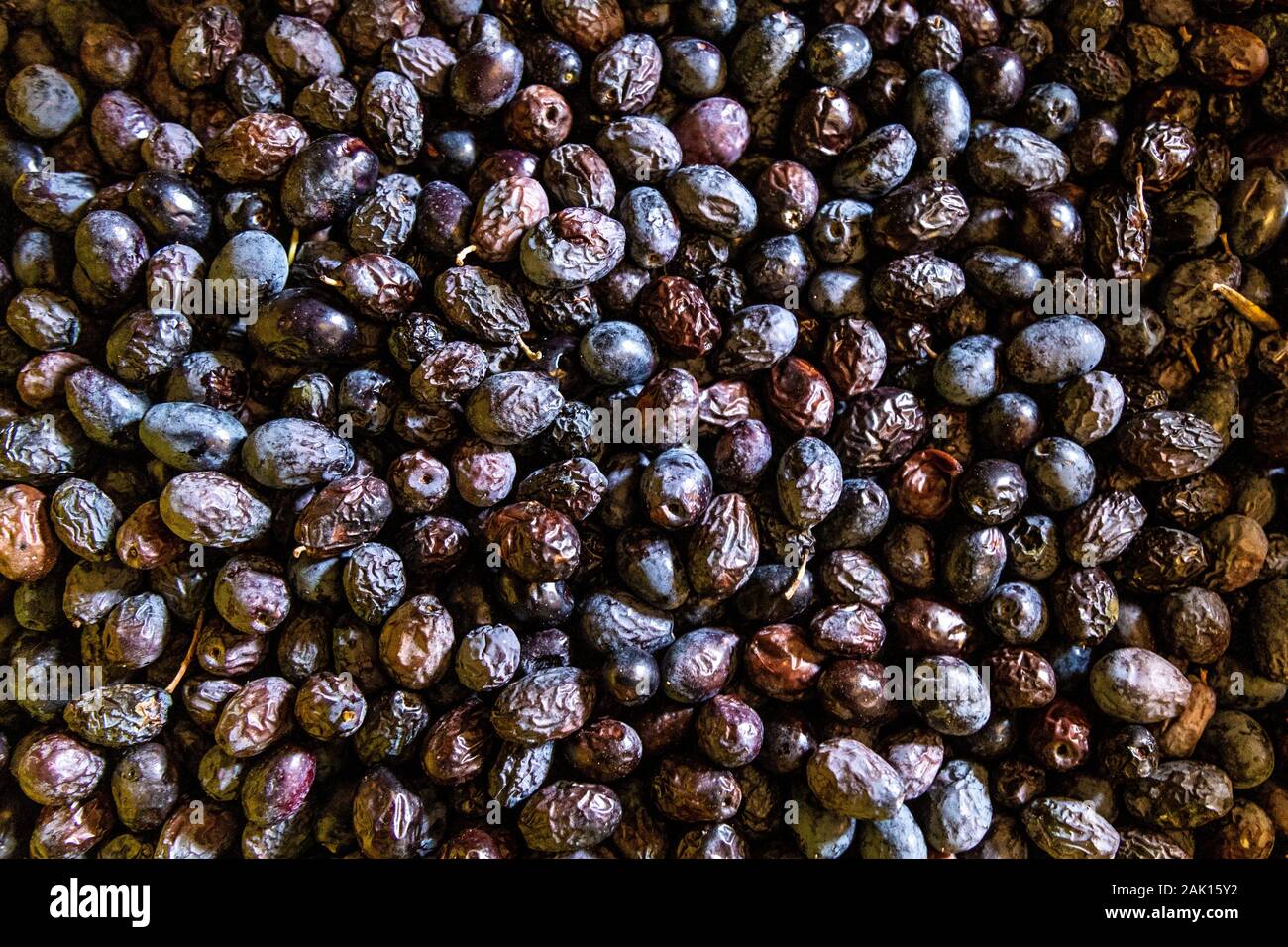 Schwarze Oliven im Can Det Ölmühle in Soller, Mallorca, Spanien zerknittert Stockfoto