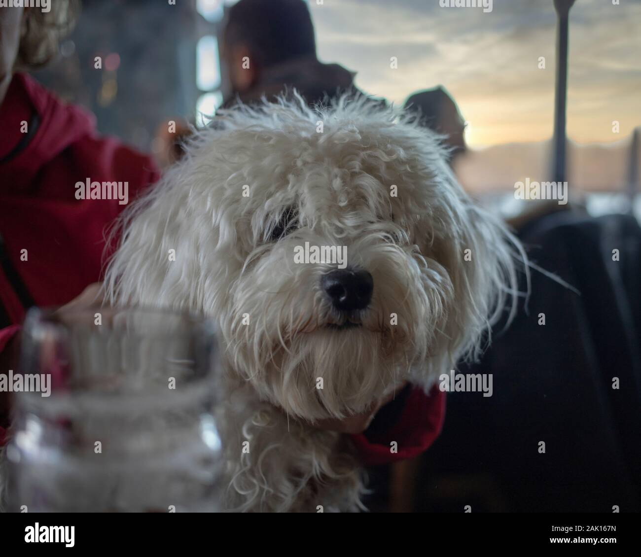 Belgrad, Serbien, Jan 5, 2020: Nanja, Bichon Bologneser Hund, sitzen in einem Pub Stockfoto