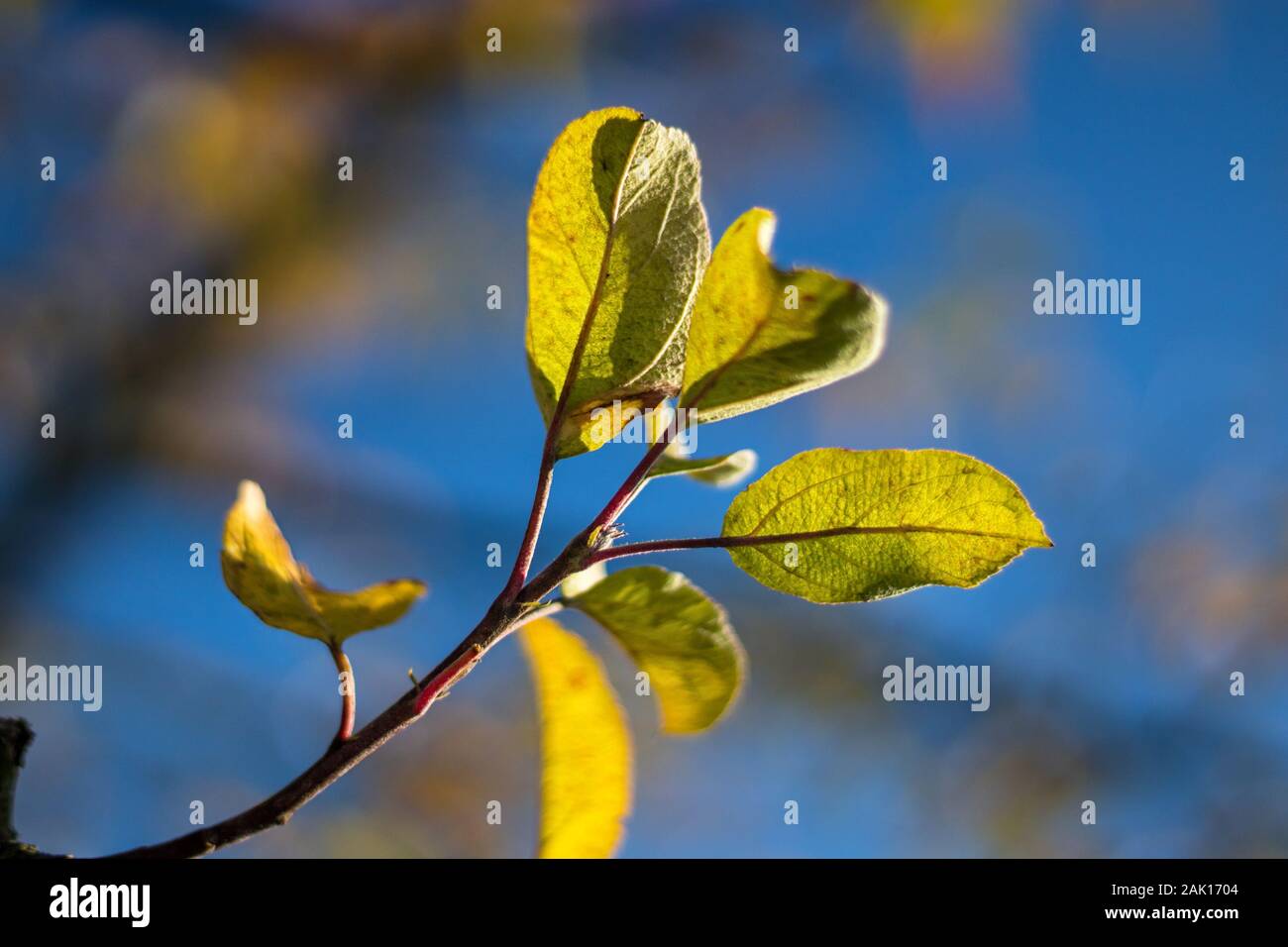 Herbstlaub am Baum - kleine Herbstgelbe Blätter an einem apfelsaum, blauer Himmel Stockfoto