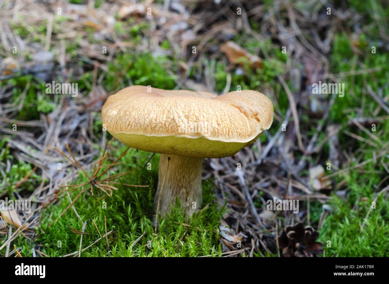 Ein großer weißer Pilz wächst unter Moos und Piniennadeln Stockfoto