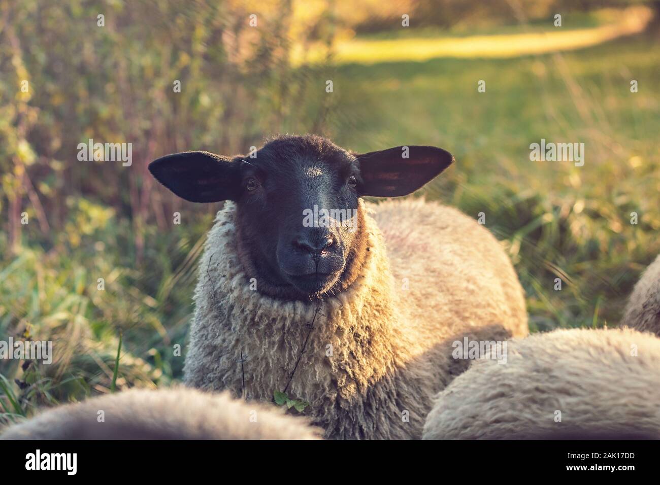 Schafe auf der Weide - Blick auf Schafe (Suffolk - Schafe mit schwarzem Kopf) auf der Wiese, Sonnenuntergang Stockfoto