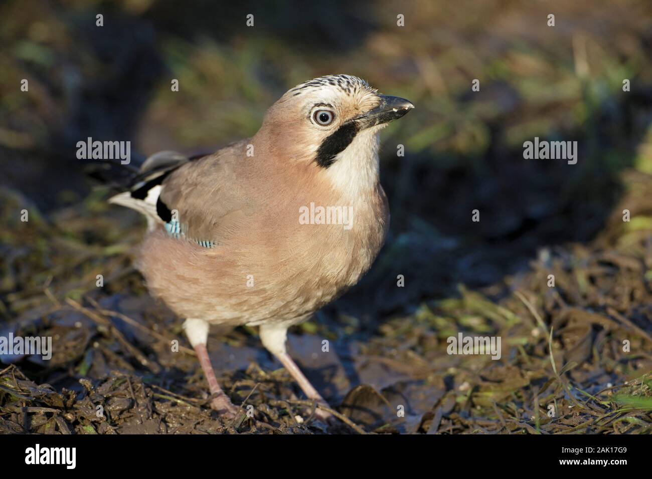 Eurasischen Eichelhäher (Garrulus glandarius) Ernährung auf schlammigem Boden, Yorkshire, England, Januar Stockfoto