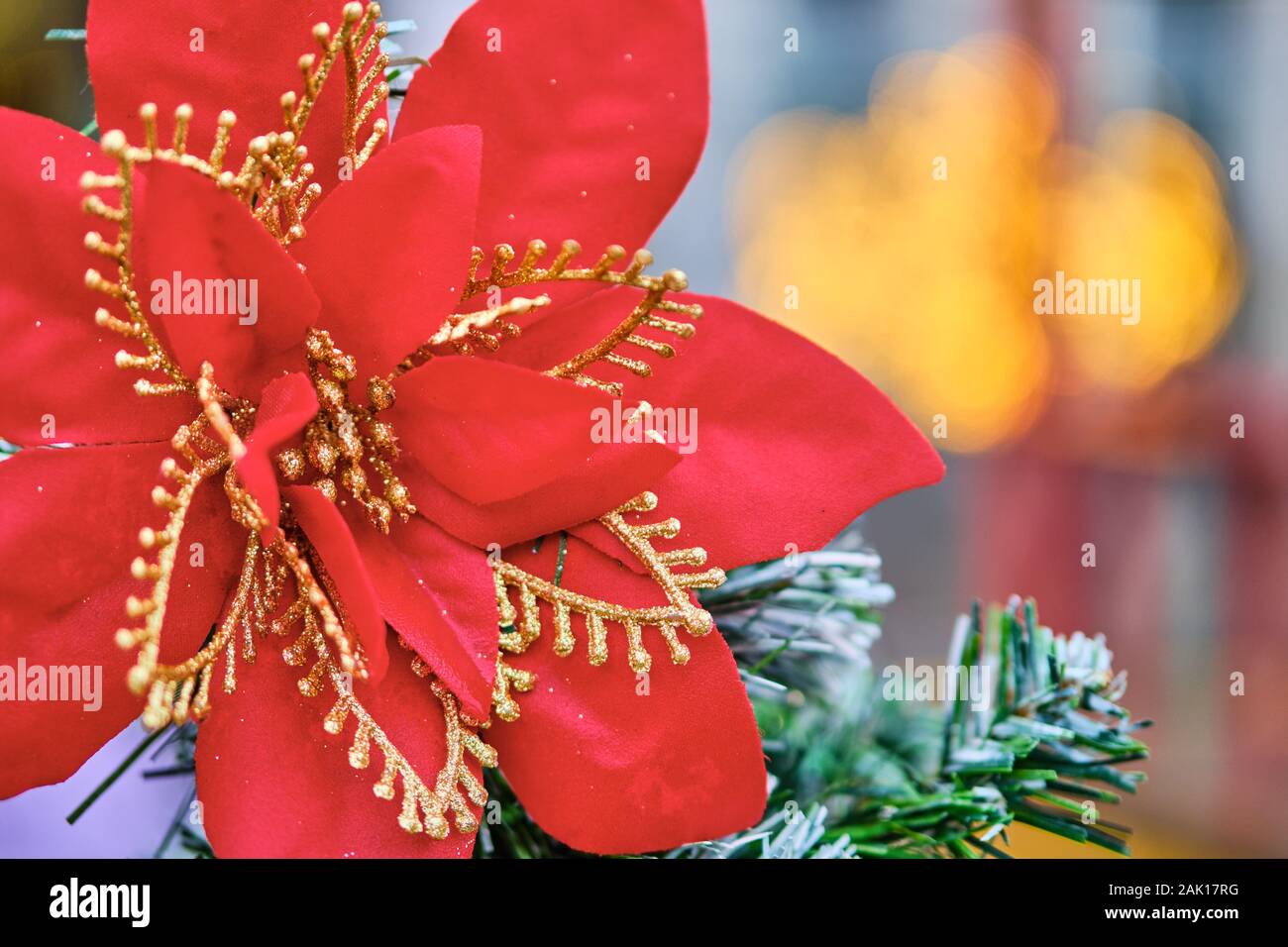Schöne rote blume weihnachten -Fotos und -Bildmaterial in hoher Auflösung – Alamy