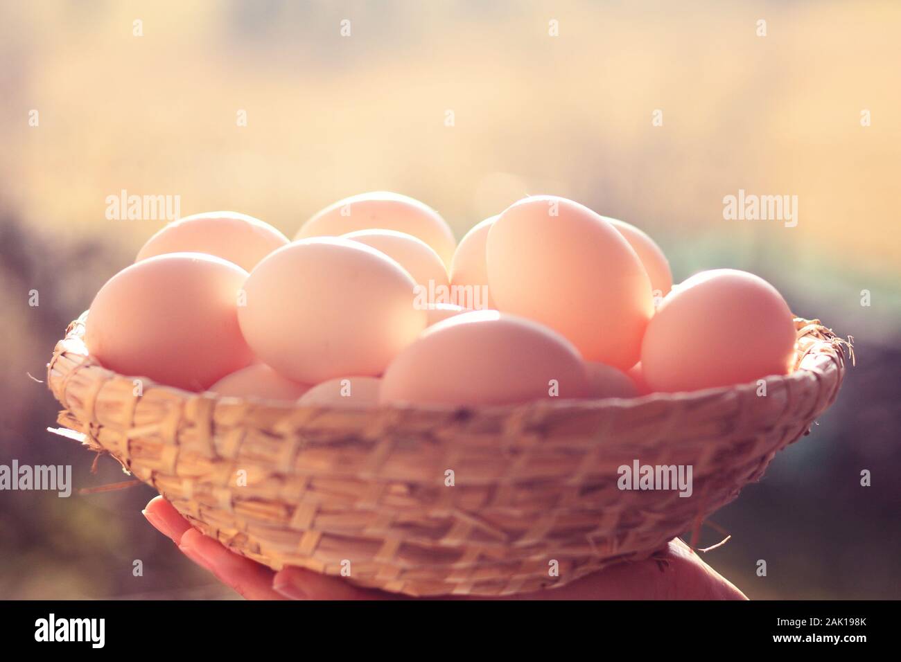 Bio-Eier im Korbkorb, Sonnenschein im Freien Stockfoto