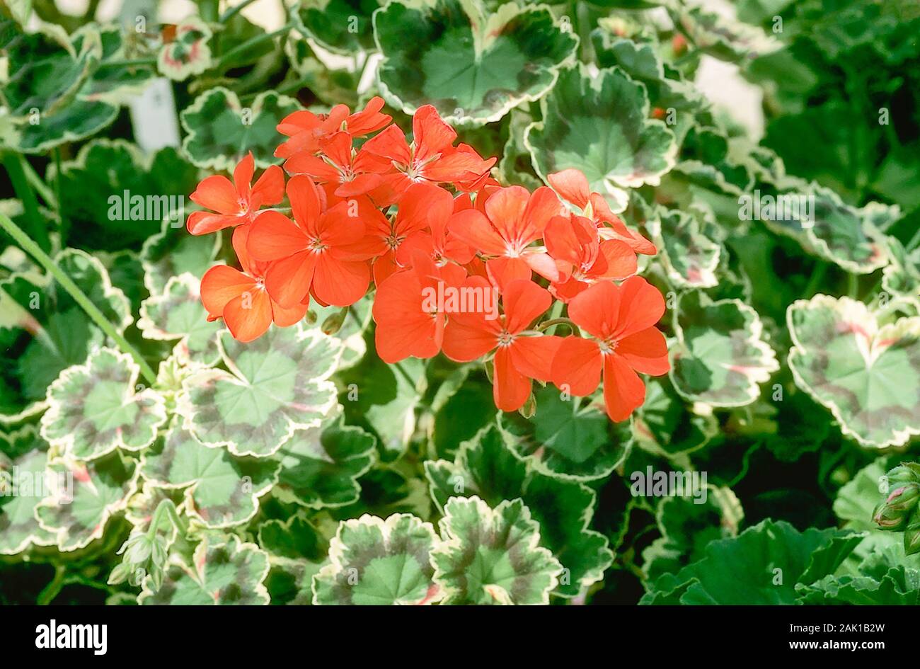 Herr Henry Cox. Eine zonale Pelargonium der einzigen blühenden Gruppe