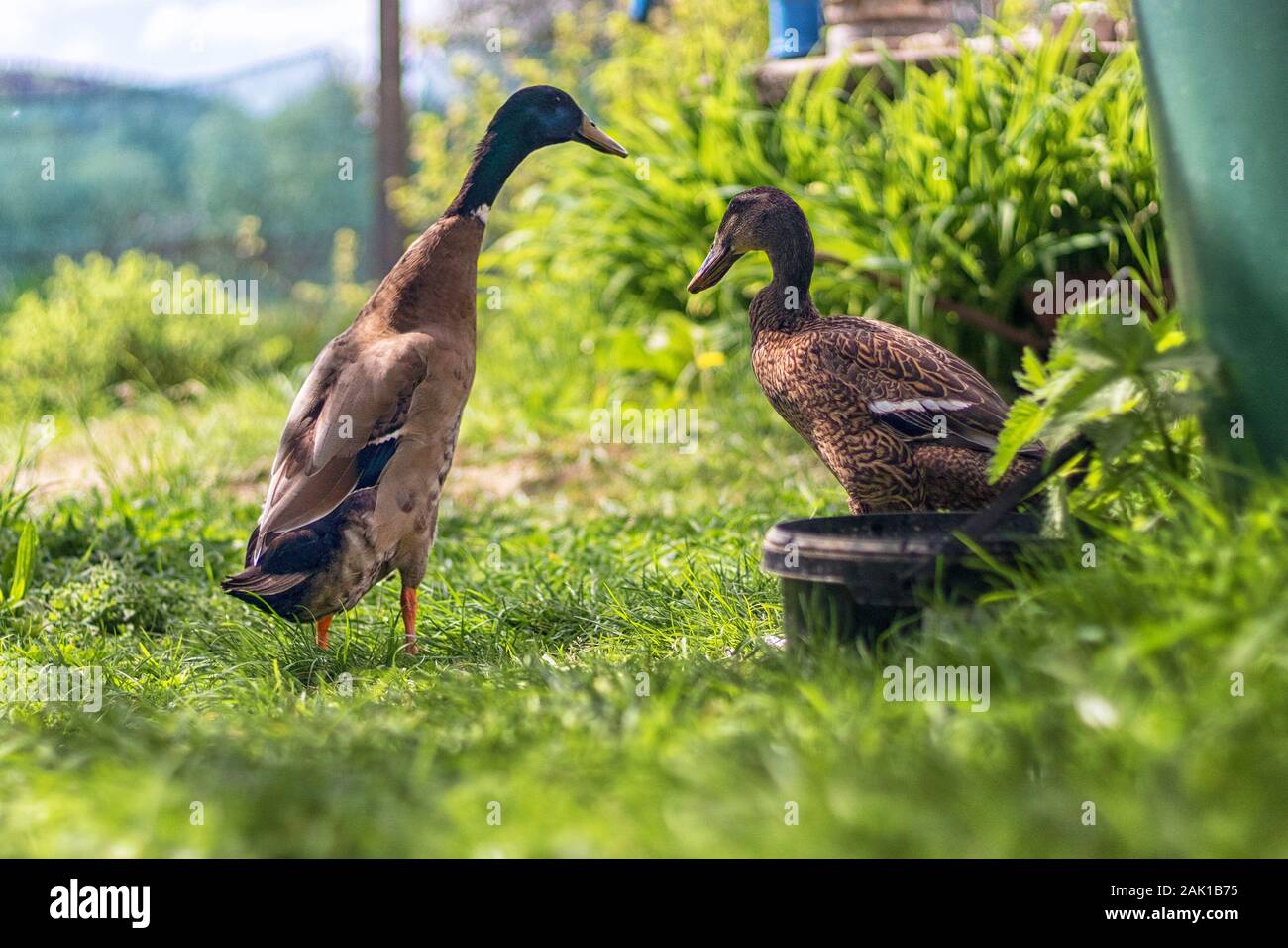 Male indian runner duck Fotos und Bildmaterial in hoher Auflösung Alamy