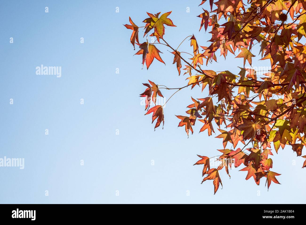 Herbstlaub. Stockfoto