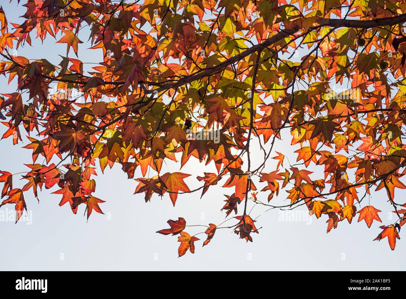 Herbstlaub. Stockfoto