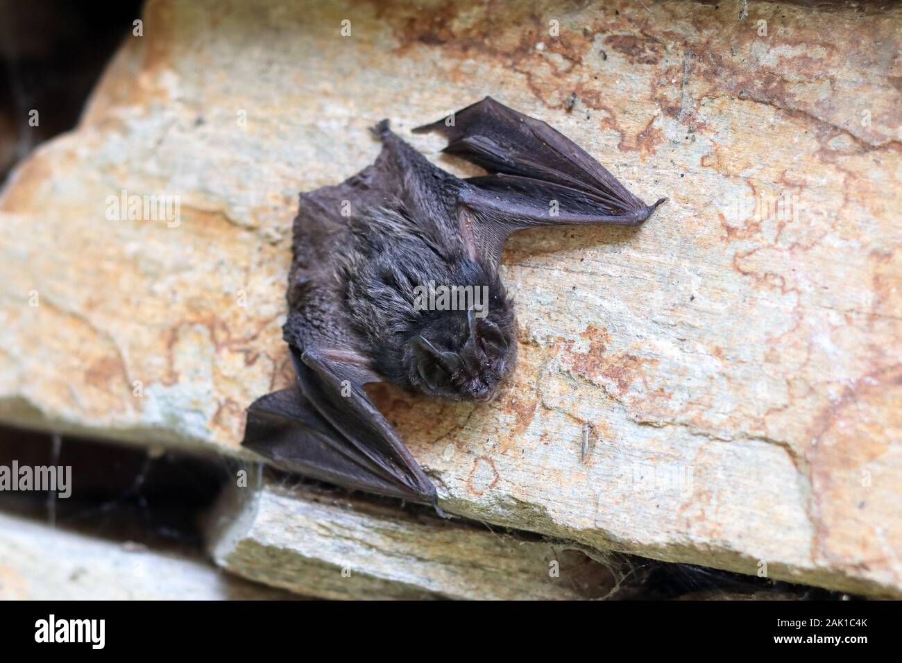 Fledermaus - ein junger schwarzer Hieb auf dem Stein tagsüber Stockfoto