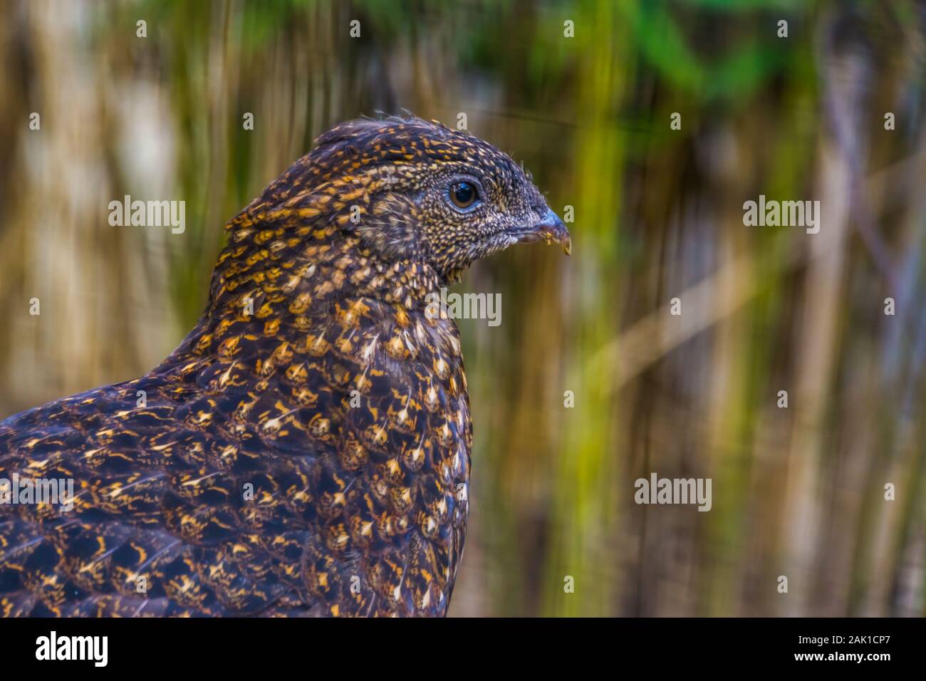 Das Gesicht eines weiblichen Crimson gehörnten Fasan in Nahaufnahme, tropischen Vogel Art aus dem Himalaya Gebirge in Asien Stockfoto