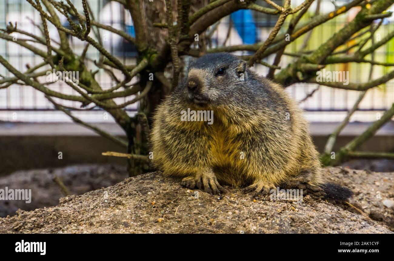 Porträt eines alpine Marmot, wilde Eichhörnchen specie aus den Alpen Europas Stockfoto