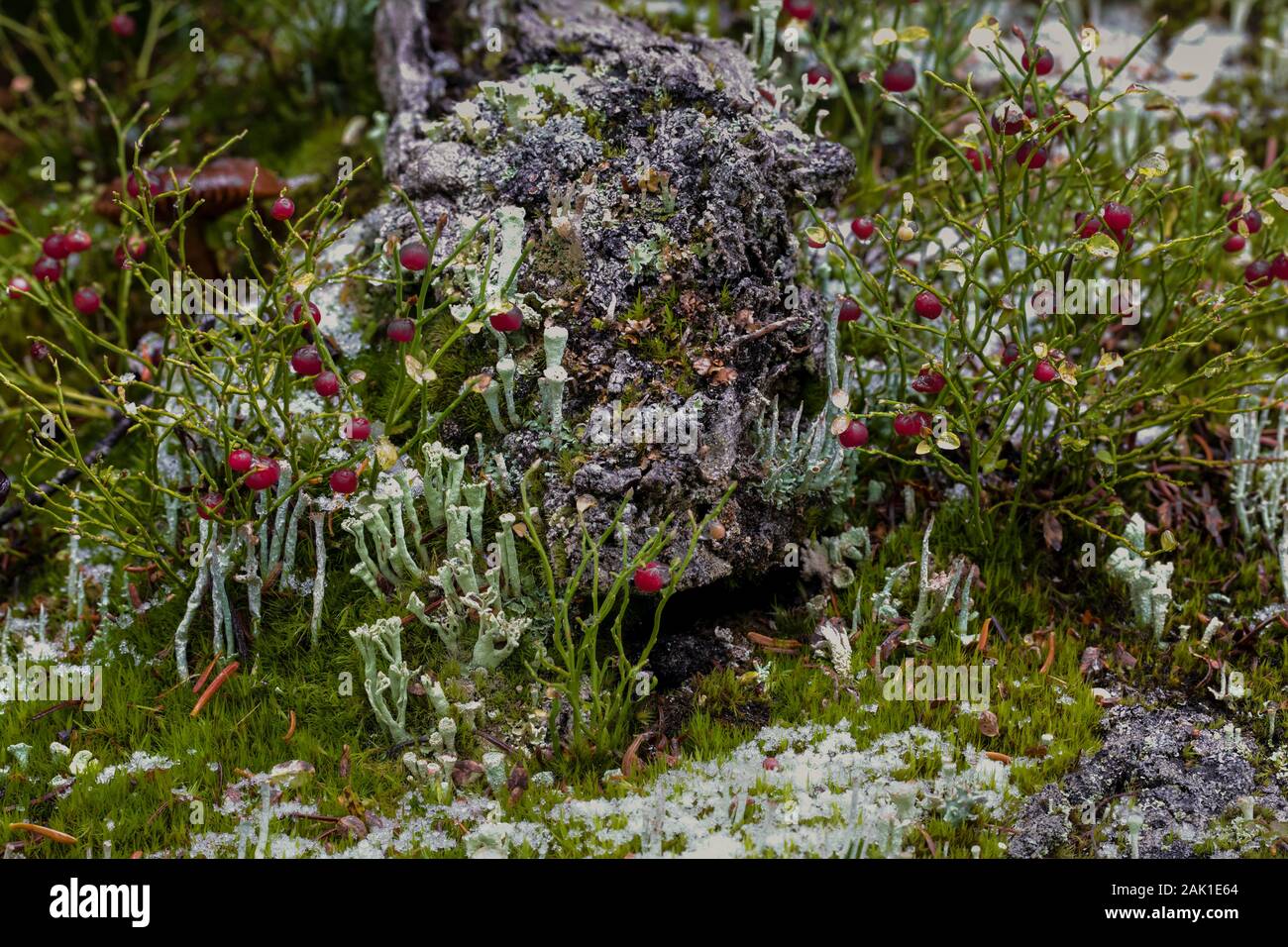 Grouseberry, Vaccinium scoparium, eine kleine rot-tragende relative Heidelbeeren, entlang der östlichen Opabin Trail im September im Yoho National Park, British Stockfoto