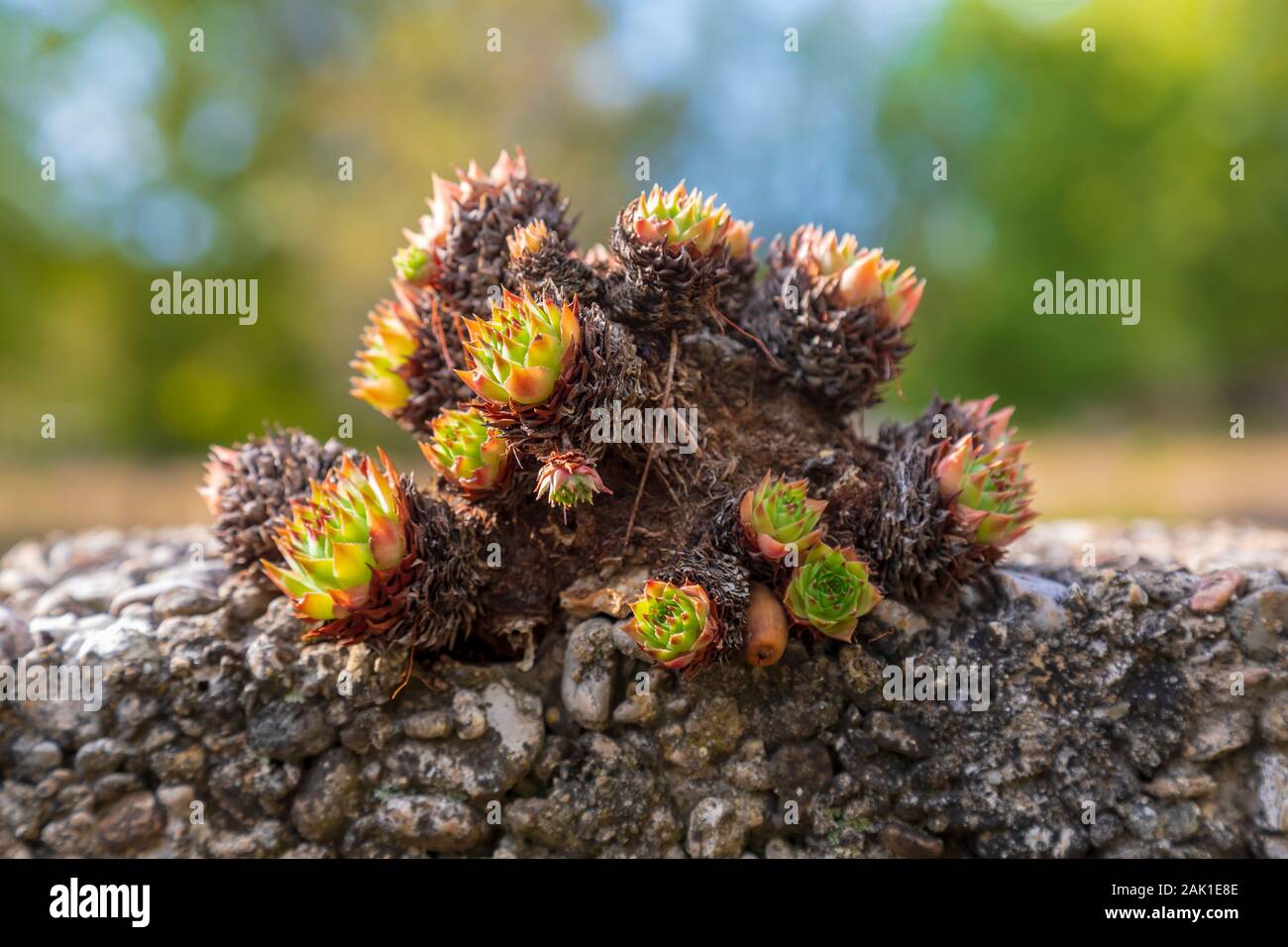 Nahaufnahme des gemeinsamen Hauswurz Pflanze, die an der Wand. Bild Stockfoto