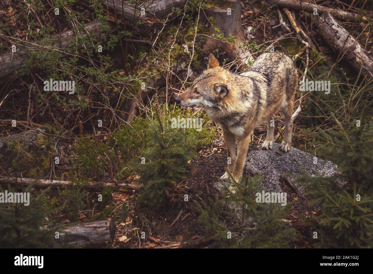 Wolf im Wald - Wolf stehend auf einem großen Stein, Moos und Bäume um Stockfoto