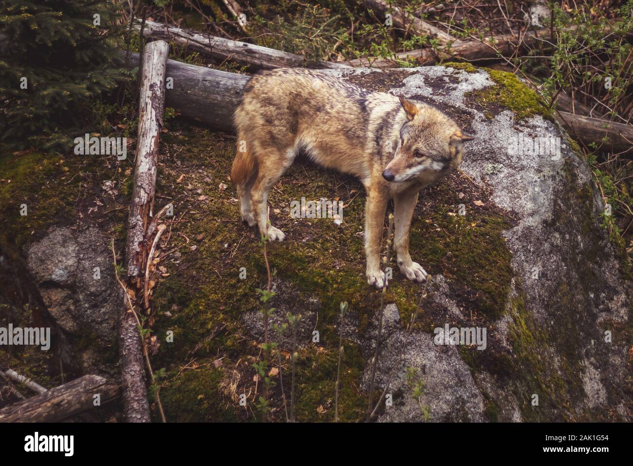 Wolf im Wald - Wolf stehend auf einem großen Stein, Moos und Bäume um Stockfoto