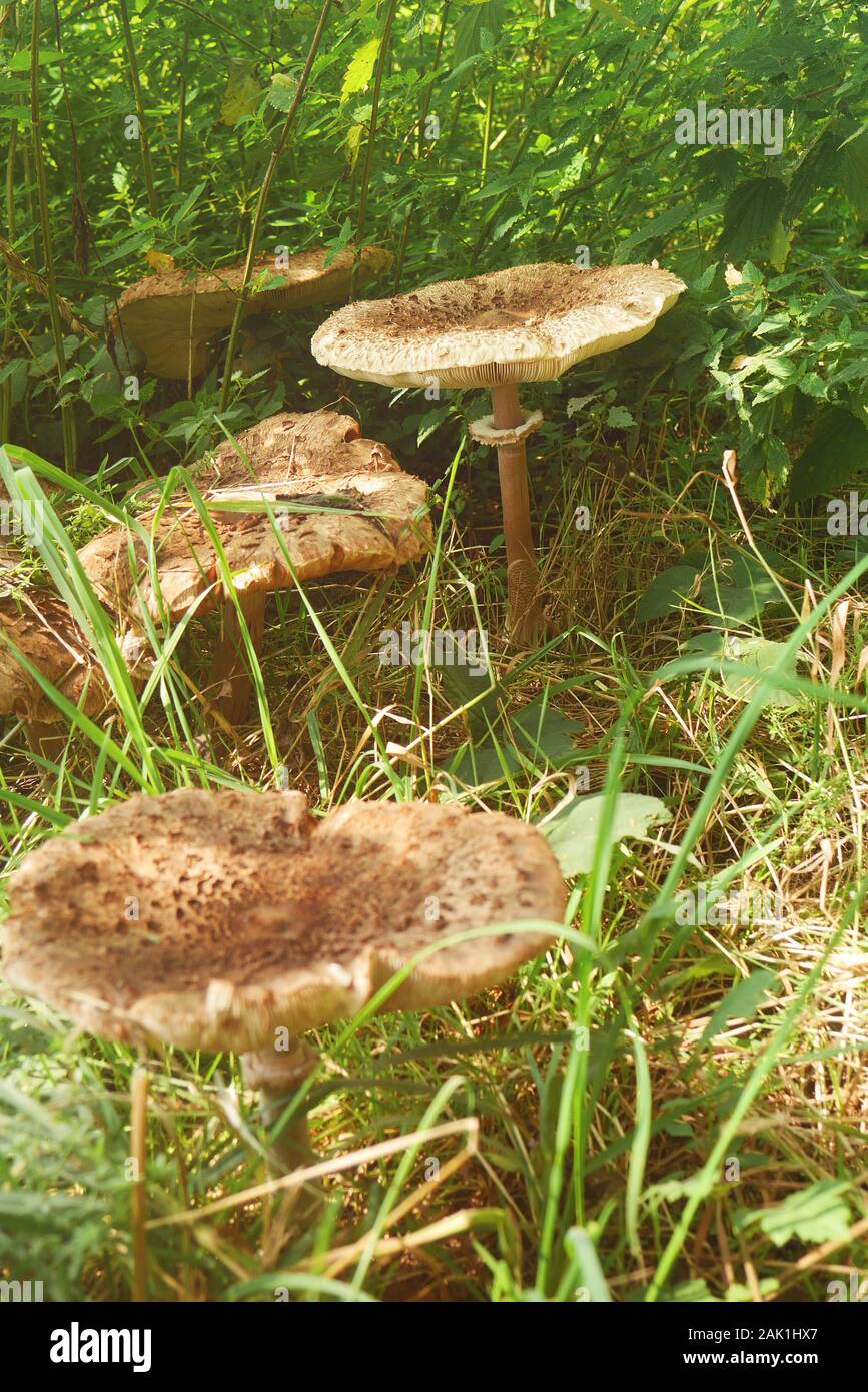 Pilze im Gras (Macrolepiota procera, der Sonnenschirm Pilz) - Mehrere große Pilze auf der Wiese im hohen Gras, sonnigen Tag Stockfoto