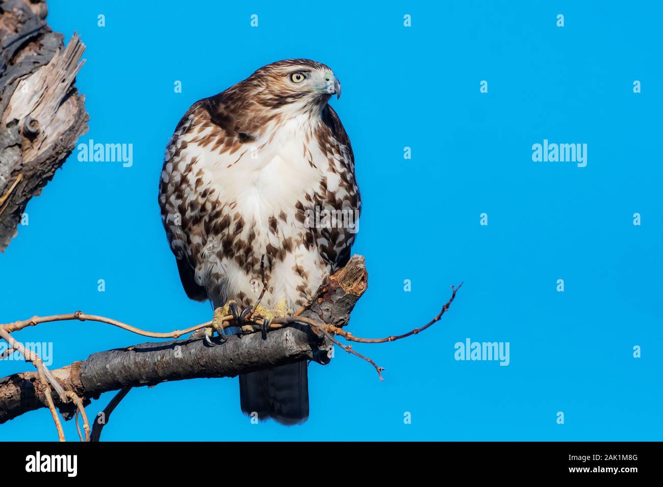 Red-tailed Hawk beobachtete aus Barsch Stockfoto