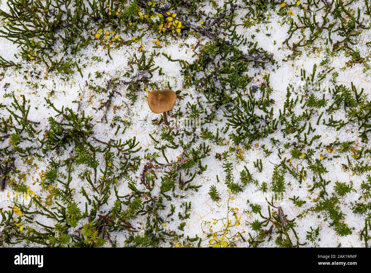 Heidekraut oder Heide Blätter an einem verschneiten Tag im September auf dem Opabin Plateau im Yoho National Park, British Columbia, Kanada Stockfoto