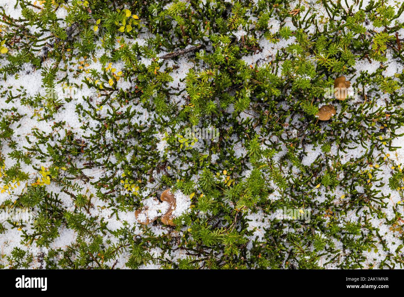 Heidekraut oder Heide Blätter an einem verschneiten Tag im September auf dem Opabin Plateau im Yoho National Park, British Columbia, Kanada Stockfoto