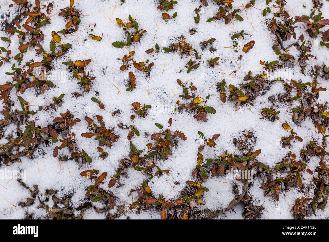 Berg Avens, Dryas octopetala, mit graupel Schnee auf Opabin Plateau im September im Yoho National Park, British Columbia, Kanada Stockfoto