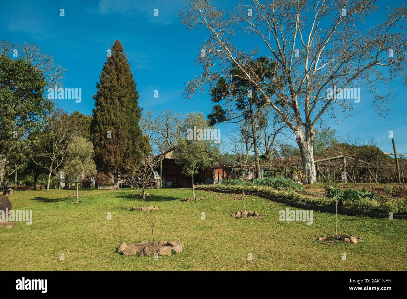 Schönen Garten mit Bäumen und Rasenfläche, im Hinterhof eines ländlichen Anwesen in der Nähe von Bento Goncalves. Ein Wein produzierenden Land Stadt im Süden Brasiliens. Stockfoto