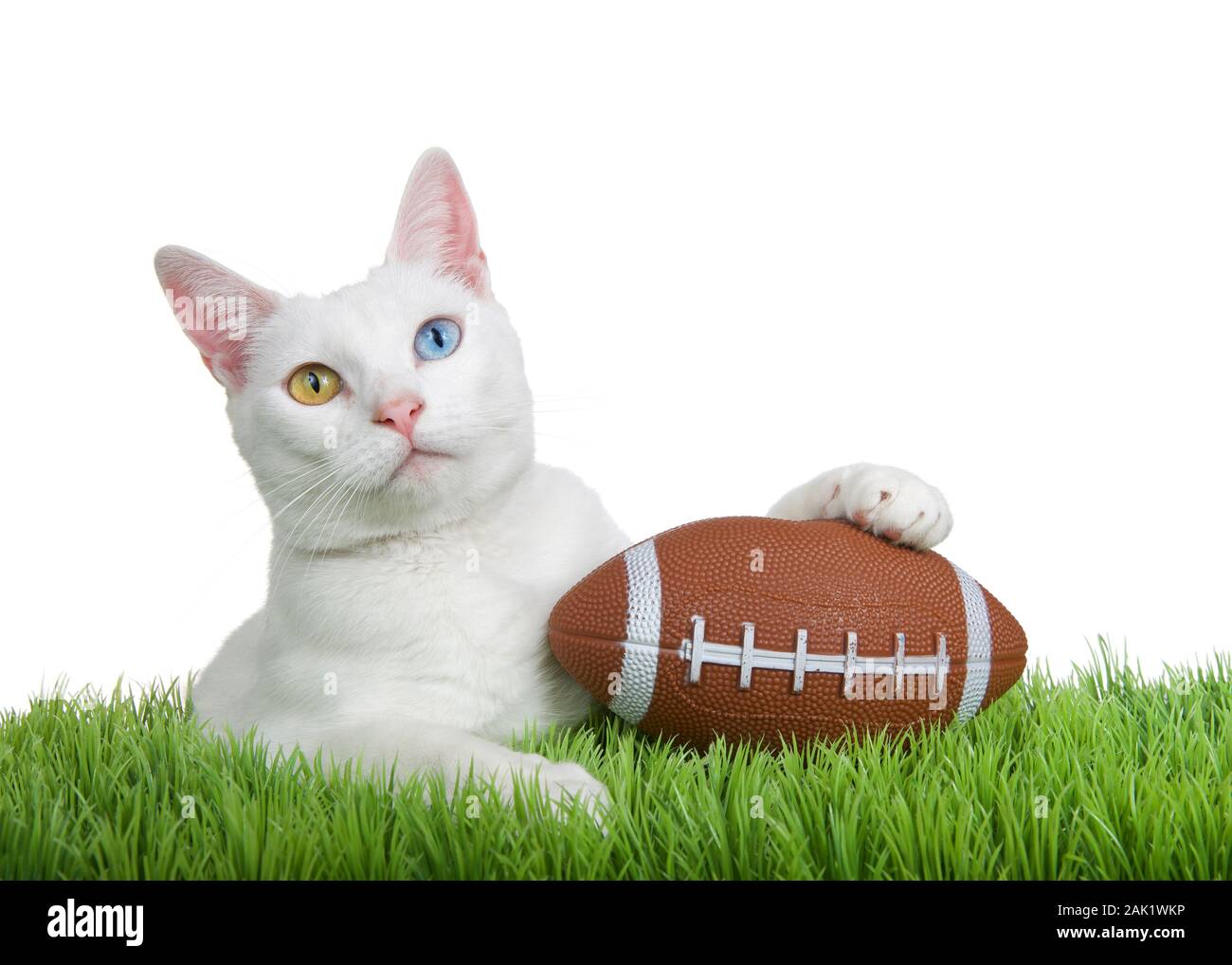 Nahaufnahme, Porträt einer weiße Katze mit Heterochromia Festlegung auf grünem Gras mit einer kleinen Fußball mit der einen Pfote auf Viewer, auf Pfingstmontag isoliert Stockfoto