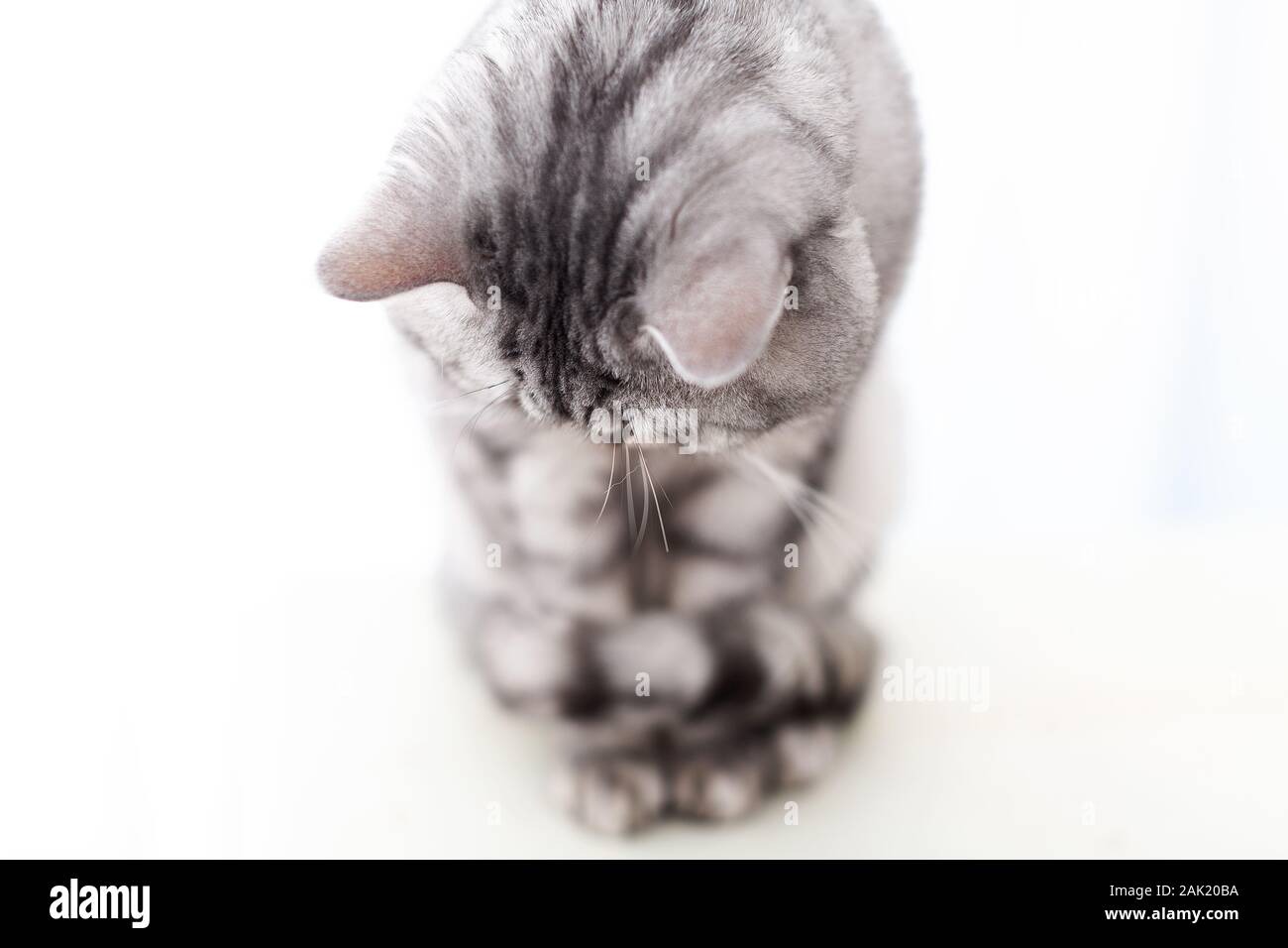 Silber britische Katze auf weißem Hintergrund Stockfoto