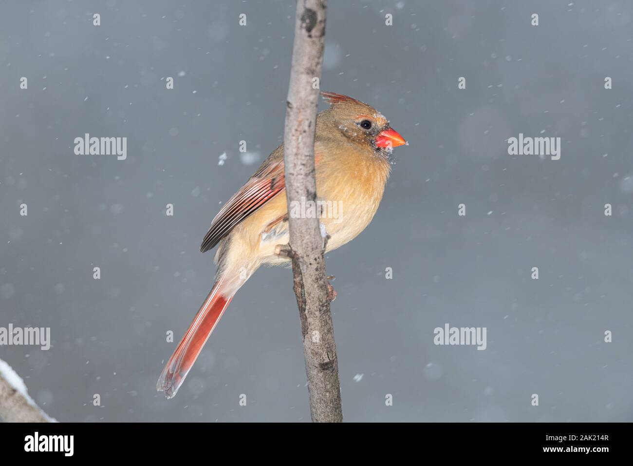 Weiblichen nördlichen Kardinal. Stockfoto