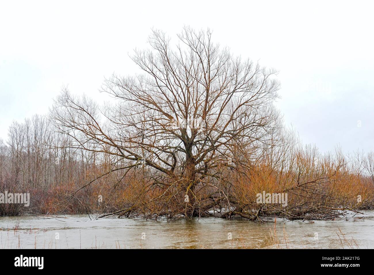 Lone und blattlosen Baum sitzt auf einem überfluteten Fluss Bank. Stockfoto