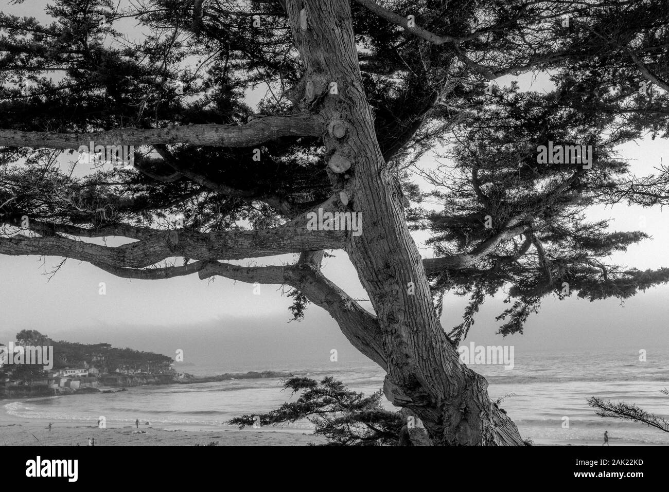 Riesige Bäume an der kalifornischen Küste entlang der California State Route 1, einer der bekanntesten und spektakulärsten Antriebe in den Vereinigten Staaten Stockfoto