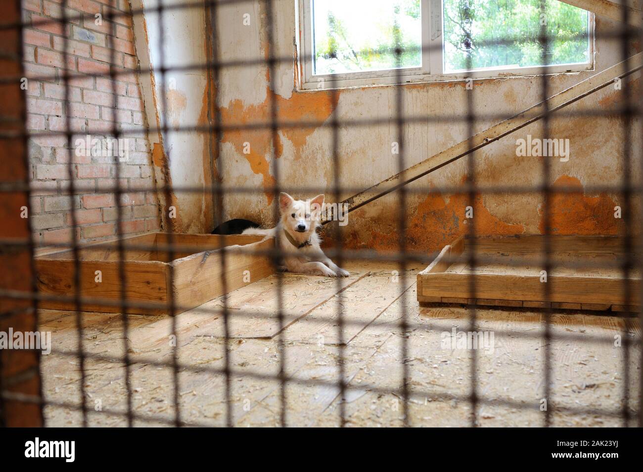 Tierquälerei. Traurig streunender Hund hinter Gittern in der Voliere sitzen. Städtische Tierheim. Borodyanka, Ukraine Stockfoto