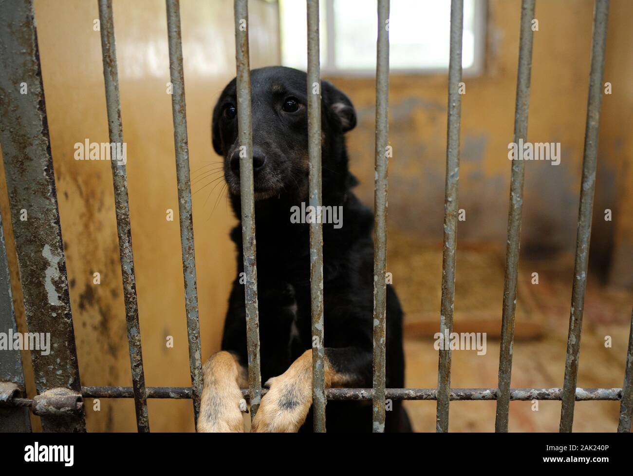 Tierquälerei. Traurig streunender Hund hinter Gittern in der Voliere sitzen. Städtische Tierheim. Borodyanka, Ukraine Stockfoto