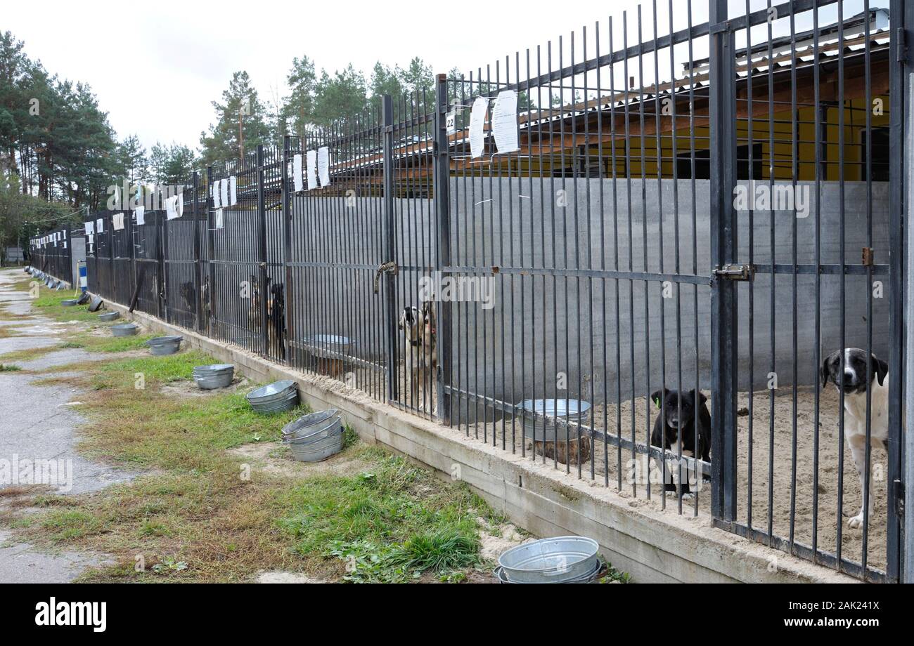 Tierquälerei. Aggressive streunender Hund Knurren, bellen hinter Gittern in der Voliere, Borodyanka, Ukraine Stockfoto