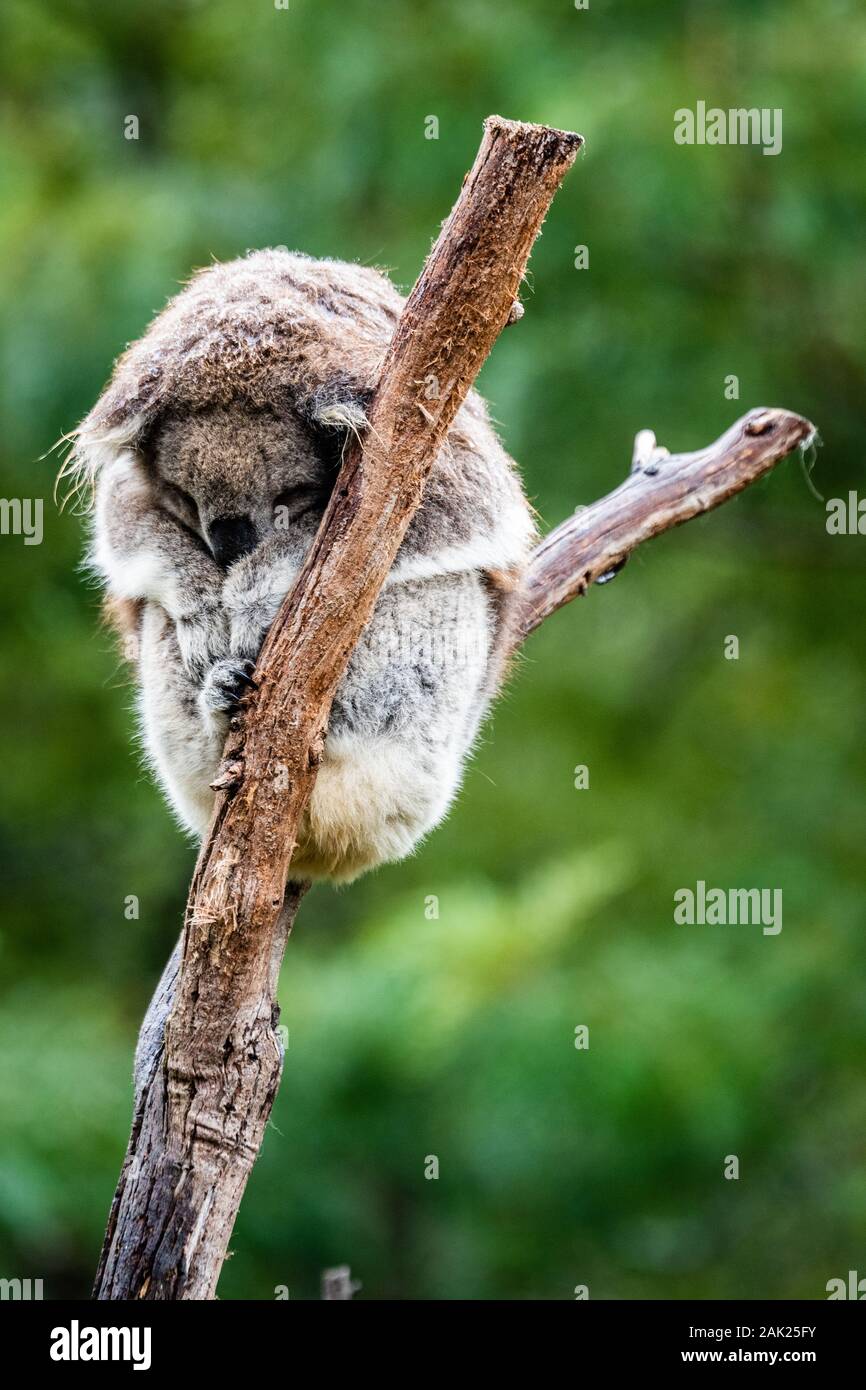 Porträt eines Koala sitzen auf dem Baum mit Niederlassungen auf grünem Hintergrund. Stockfoto