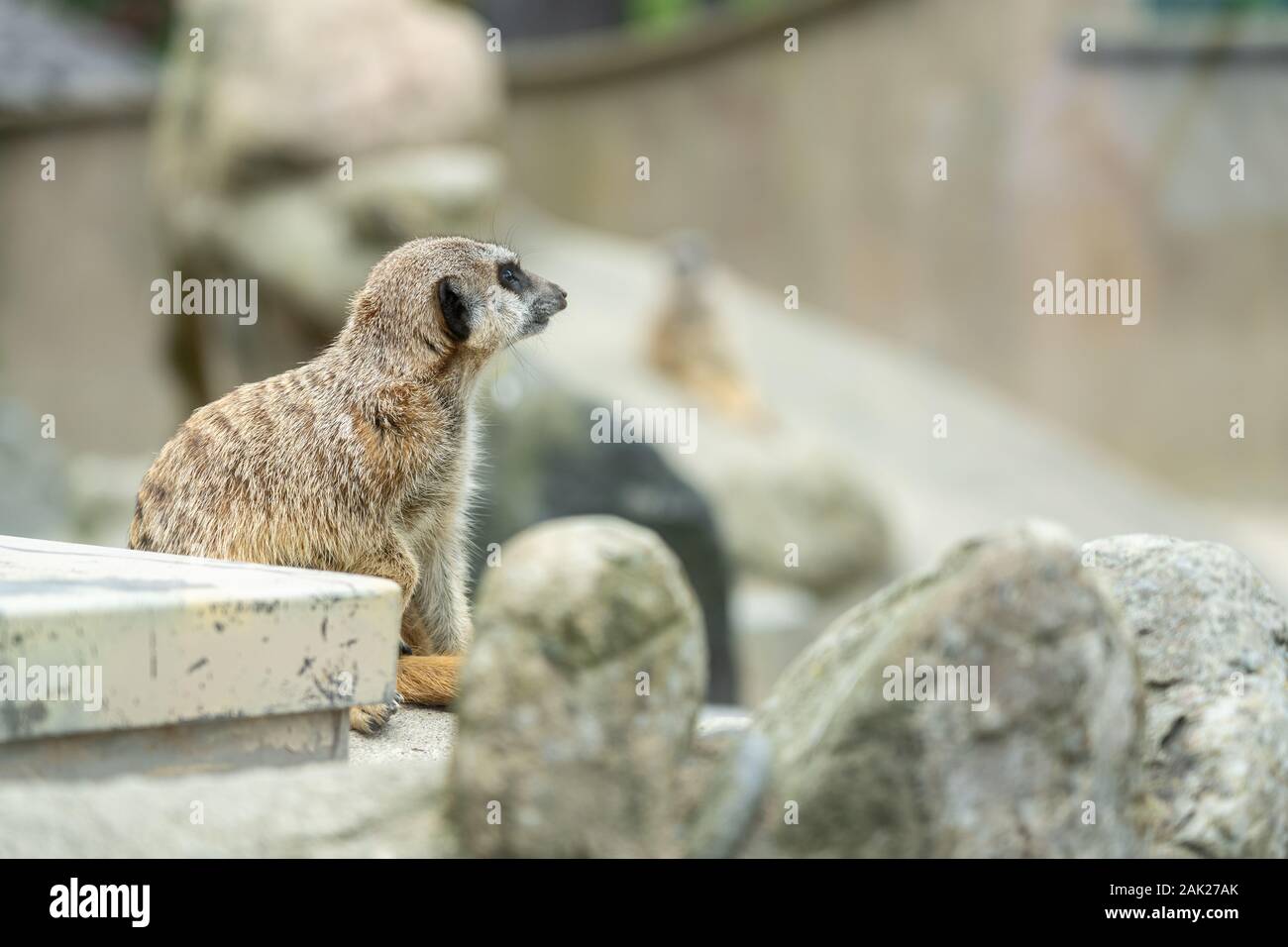 Neugierige Erdmännchen im Zoo; Gruppe von Erdmännchen Stockfoto Neugierige Erdmännchen im Zoo; Gruppe von Erdmännchen Stockfoto