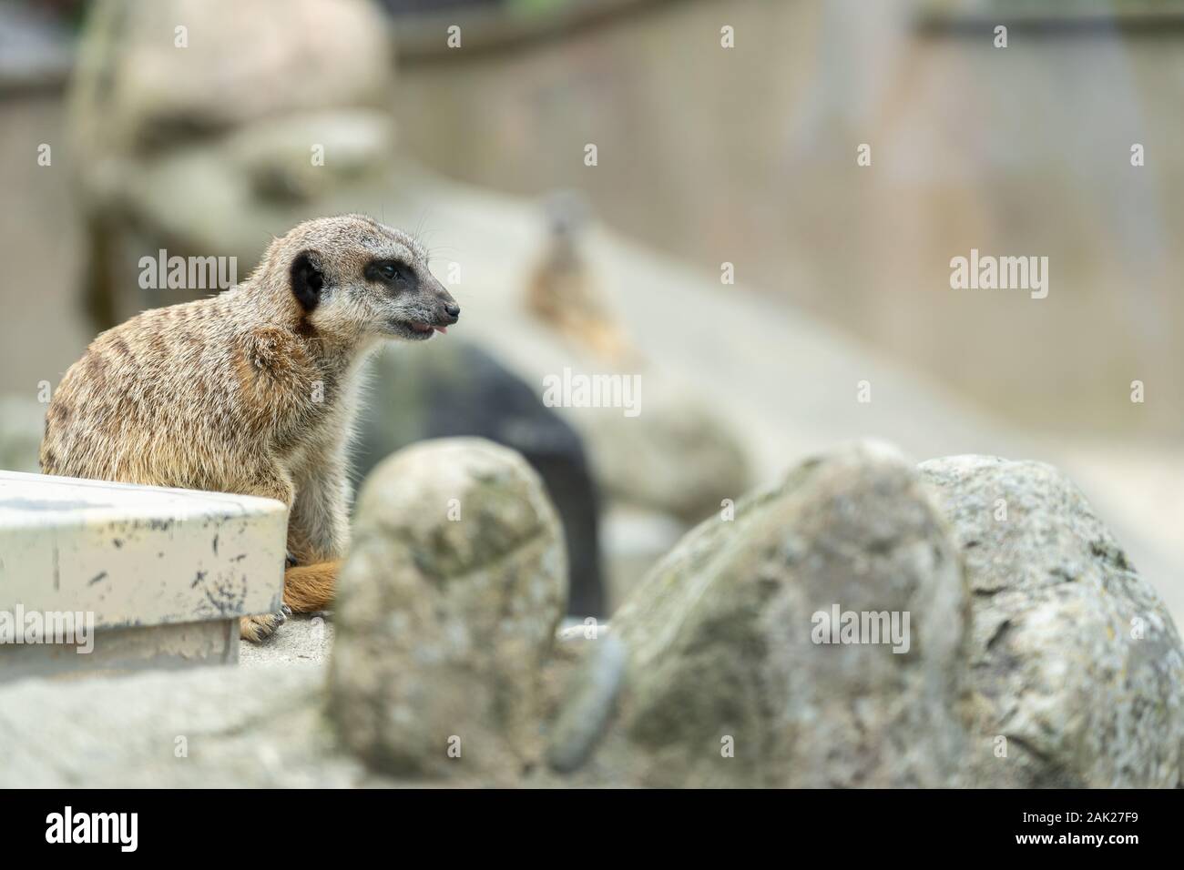 Neugierige Erdmännchen im Zoo; Gruppe von Erdmännchen Stockfoto Neugierige Erdmännchen im Zoo; Gruppe von Erdmännchen Stockfoto