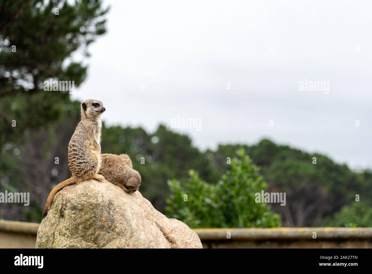 Neugierige Erdmännchen im Zoo; Gruppe von Erdmännchen Stockfoto Neugierige Erdmännchen im Zoo; Gruppe von Erdmännchen Stockfoto