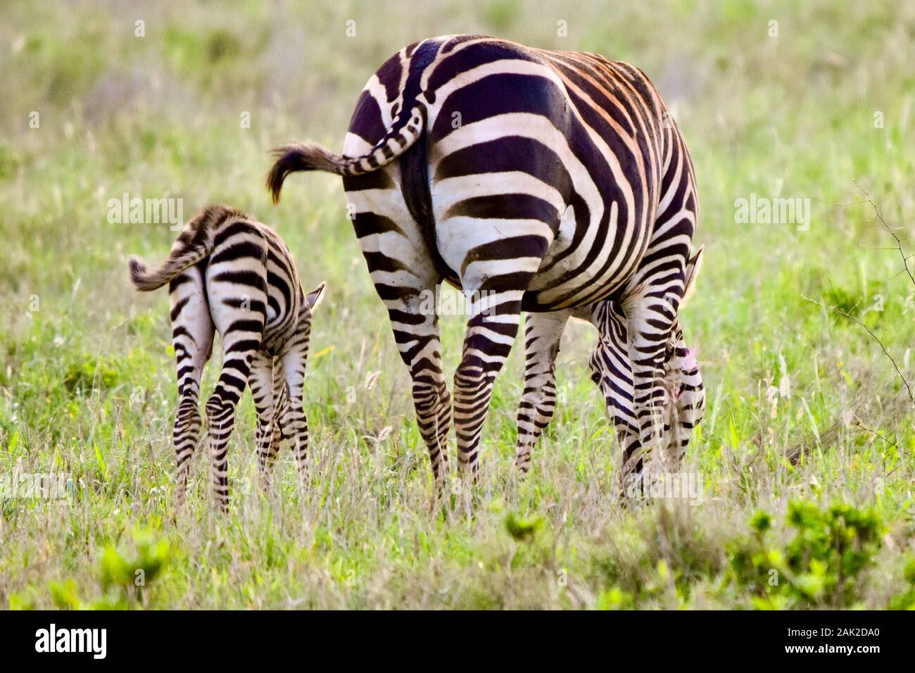 Mutter Zebra und Fohlen weiden auf Gras. Die Ansicht der hinteren Hinterviertel zeigt Ähnlichkeit im Streifenmuster bei Mutter und Baby. (Equus burchellii) Stockfoto