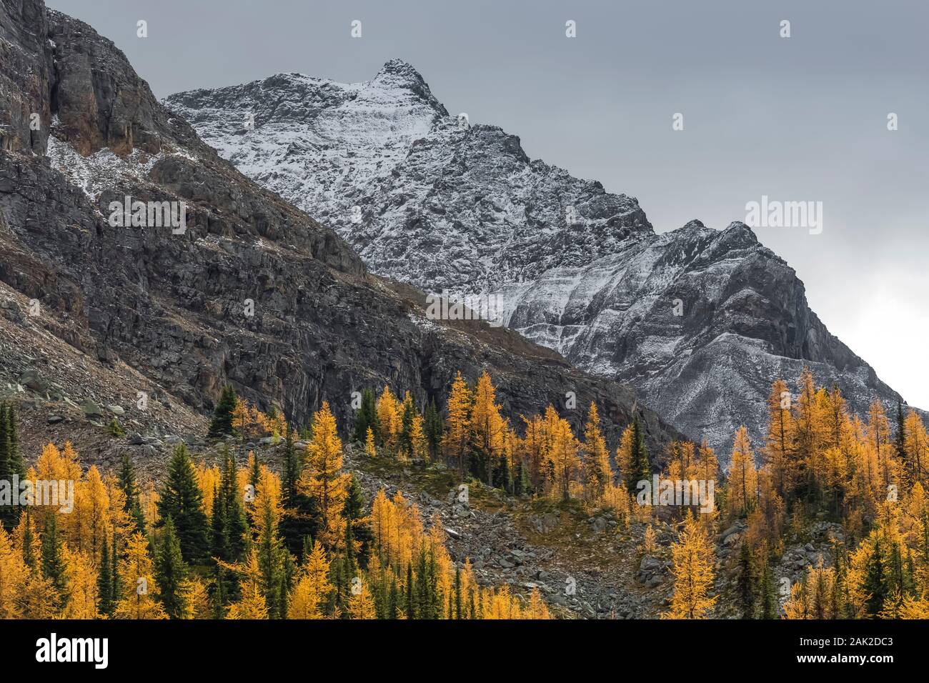 Alpine Lärchen Larix lyallii, goldenen Herbst Farbe mit Odaray Berg im September im Yoho National Park, British Columbia, Kanada Stockfoto