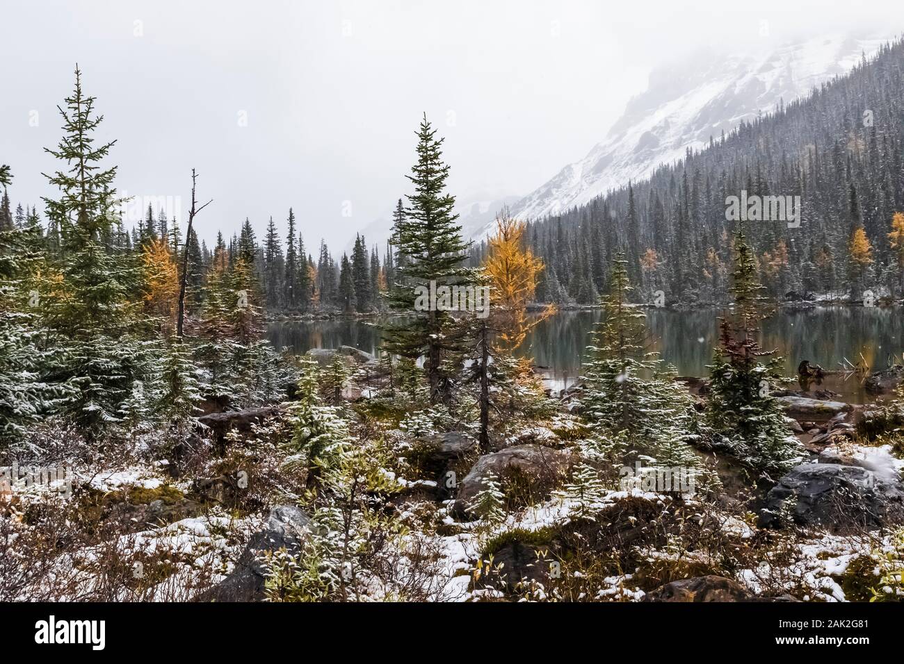 Verschneiten Tag im September Morning Glory Seen in der Nähe von Lake O'Hara im Yoho National Park, British Columbia, Kanada Stockfoto