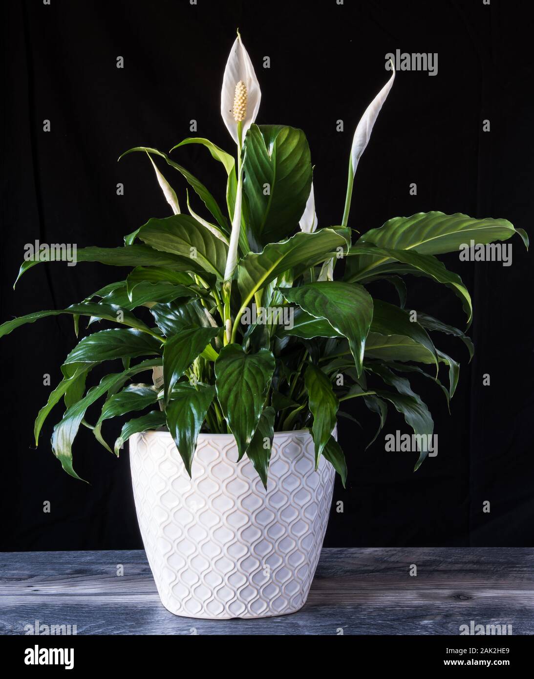 Peace Lily White Flower Pot auf Holz mit schwarzem Hintergrund. spathiphyllum Zimmerpflanze für Valentines Tag Stockfoto